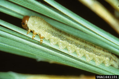 conifer sawfly, Neodiprion autumnalis  (Hymenoptera: Diprionidae) - 1441101
