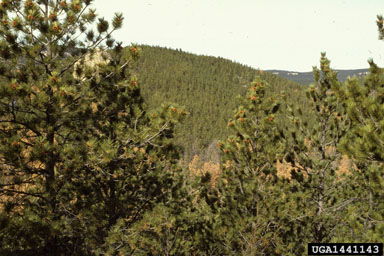 mountain pine beetle, Dendroctonus ponderosae  (Coleoptera: Curculionidae) - 1441143