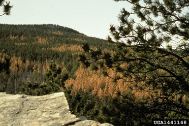 mountain pine beetle, Dendroctonus ponderosae  (Coleoptera: Curculionidae) - 1441148