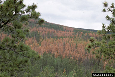 mountain pine beetle, Dendroctonus ponderosae  (Coleoptera: Curculionidae) - 1441150