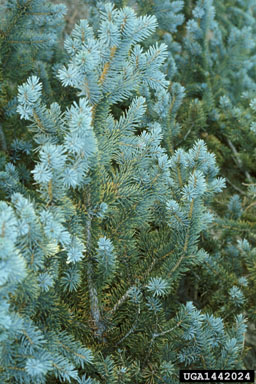 air pollutants (  ) on blue spruce (Picea pungens ) - 1442024