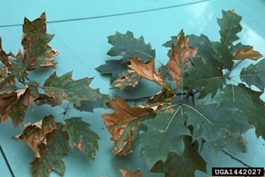 chemicals,    (Abiotic: Other abiotic damage) - 1442027