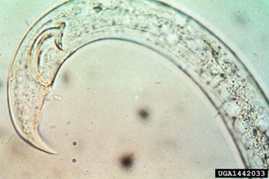 pine wilt nematode, Bursaphelenchus xylophilus  (Aphelenchida: Aphelenchidae) - 1442033