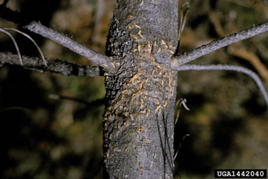 comandra blister rust (Cronartium comandrae ) on lodgepole pine (Pinus contorta ) - 1442040