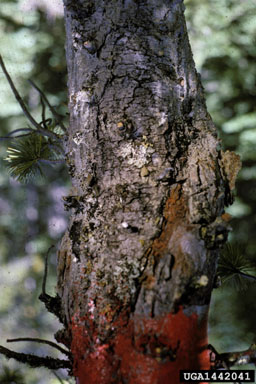 Atropellis canker (Atropellis piniphila ) on whitebark pine (Pinus albicaulis ) - 1442041