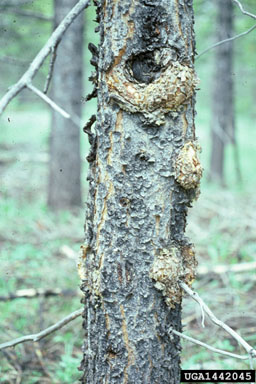 western gall rust (Endocronartium harknessii ) on lodgepole pine (Pinus contorta ) - 1442045