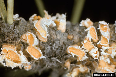 limb rust (Peridermium filamentosum ) on ponderosa pine (Pinus ponderosa ) - 1442048