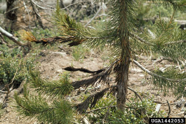 brown felt blight (Herpotrichia juniperi ) on lodgepole pine (Pinus contorta ) - 1442053