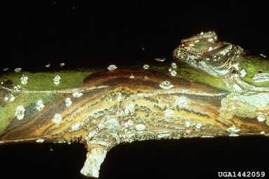 Dothichiza canker (Dothichiza populea ) on aspen/poplar (Populus spp. ) - 1442059