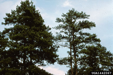 Phytophthora root rot (Phytophthora cinnamomi ) on shortleaf pine (Pinus echinata ) - 1442067