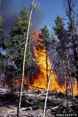 fire on lodgepole pine (Pinus contorta ) - 1442074