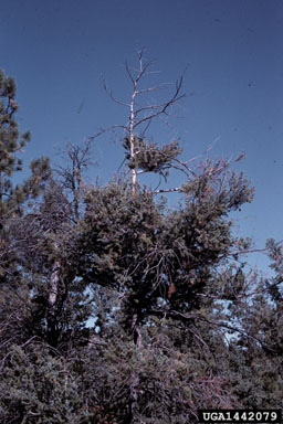 Douglas-fir dwarf mistletoe, Arceuthobium douglasii  (Santalales: Viscaceae) - 1442079