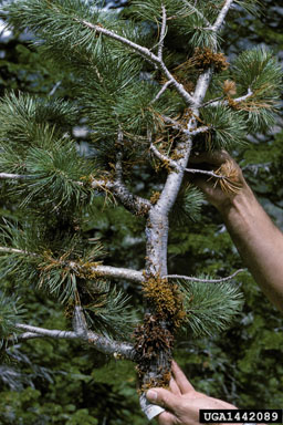 limber pine dwarf mistletoe (Arceuthobium cyanocarpum ) on limber pine (Pinus flexilis ) - 1442089