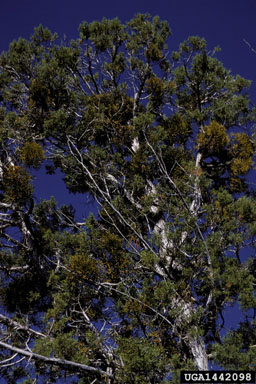 juniper mistletoe, Phoradendron juniperinum  (Santalales: Viscaceae) - 1442098