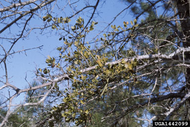 mistletoes (Phoradendron spp. ) on turkey oak (Quercus laevis ) - 1442099