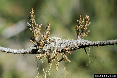 hemlock dwarf mistletoe, Arceuthobium tsugense  (Santalales: Viscaceae) - 1442100