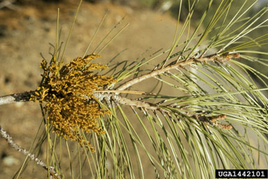 western dwarf mistletoe (Arceuthobium campylopodum ) on California foothill pine (Pinus sabiniana ) - 1442101