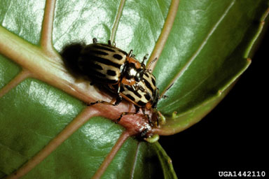 cottonwood leaf beetle (Chrysomela scripta ) on aspen/poplar (Populus spp. ) - 1442110