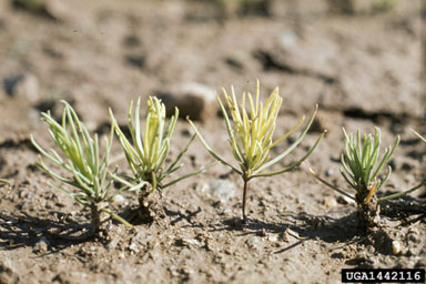 nitrogen deficiency (  ) on lodgepole pine (Pinus contorta ) - 1442116
