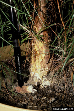 fusiform rust, Cronartium quercuum f.sp. fusiforme (Uredinales: Cronartiaceae) - 1442119