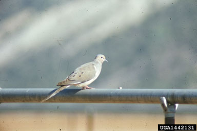 mourning dove, Zenaida macroura  (Columbiformes: Columbidae) - 1442131