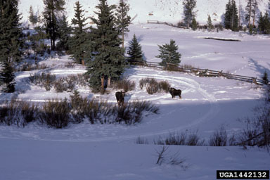 moose, Alces alces  (Artiodactyla: Cervidae) - 1442132