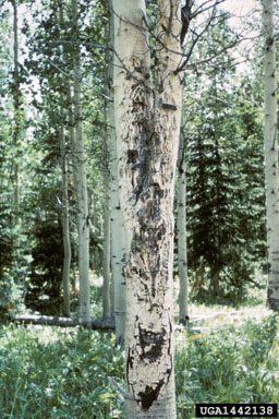 Hypoxylon canker of aspen (Entoleuca mammata ) on aspen/poplar (Populus spp. ) - 1442138