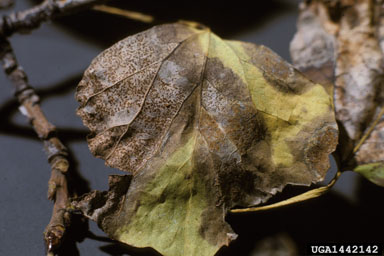 Phyllosticta leaf spots (Phyllosticta spp. ) on quaking aspen (Populus tremuloides ) - 1442142