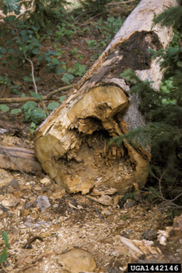 white heartwood rot (Phellinus tremulae ) on aspen/poplar (Populus spp. ) - 1442146