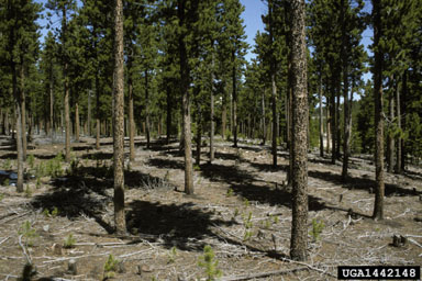 thinning (stand) on lodgepole pine (Pinus contorta ) - 1442148