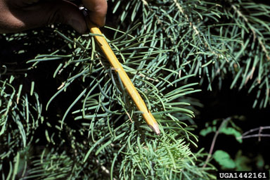 white fir, Abies concolor  (Pinales: Pinaceae) - 1442161