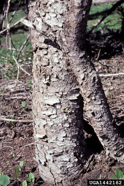 Engelmann spruce, Picea engelmannii  (Pinales: Pinaceae) - 1442162