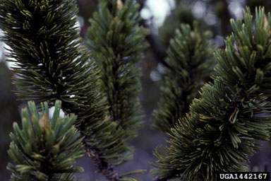 bristlecone pine, Pinus aristata  (Pinales: Pinaceae) - 1442167
