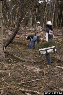 planting,    - 1442176