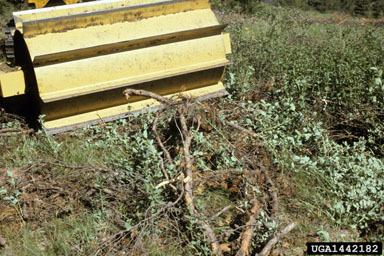 mechanical,    (Abiotic: Other abiotic damage) - 1442182