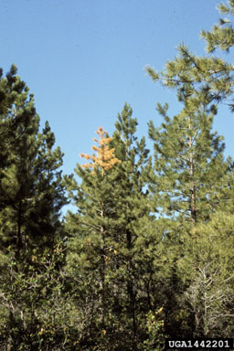 porcupine (Erethizon dorsatum ) on ponderosa pine (Pinus ponderosa ) - 1442201