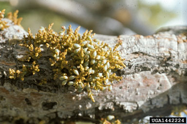 limber pine dwarf mistletoe (Arceuthobium cyanocarpum ) on limber pine (Pinus flexilis ) - 1442224