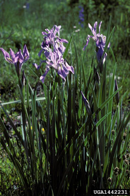 blueflag iris, Iris versicolor  (Liliales: Iridaceae) - 1442231