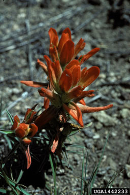 wholeleaf Indian paintbrush, Castilleja integra  (Scrophulariales: Scrophulariaceae) - 1442233