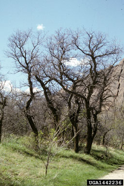 Gambel oak, Quercus gambelii  (Fagales: Fagaceae) - 1442236