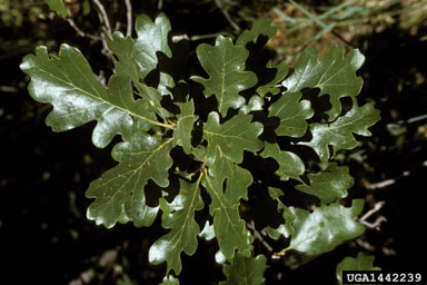 Gambel oak, Quercus gambelii  (Fagales: Fagaceae) - 1442239
