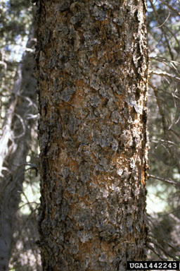 Engelmann spruce, Picea engelmannii  (Pinales: Pinaceae) - 1442243