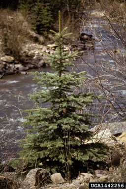 blue spruce, Picea pungens  (Pinales: Pinaceae) - 1442256