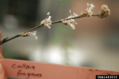 basketplant, Callisia fragrans  (Commelinales: Commelinaceae) - 1443010
