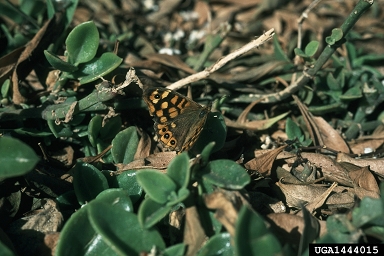 Speckled wood butterfly, Pararge aegeria  (Lepidoptera: Nymphalidae) - 1444015