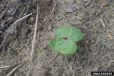 cotton, Gossypium hirsutum  (Malvales: Malvaceae) - 1450002