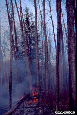 fire on aspen/poplar (Populus spp. ) - 1450020