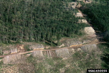 harvesting on aspen/poplar (Populus spp. ) - 1450055