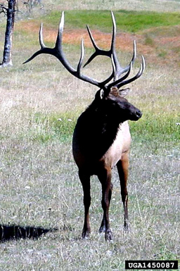 elk, Cervus canadensis  (Artiodactyla: Cervidae) - 1450087