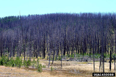 fire on lodgepole pine (Pinus contorta ) - 1450088